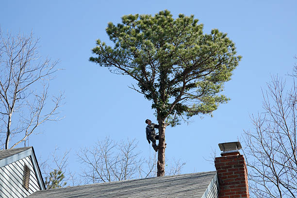 Professional Tree Services in Holmes Beach, FL